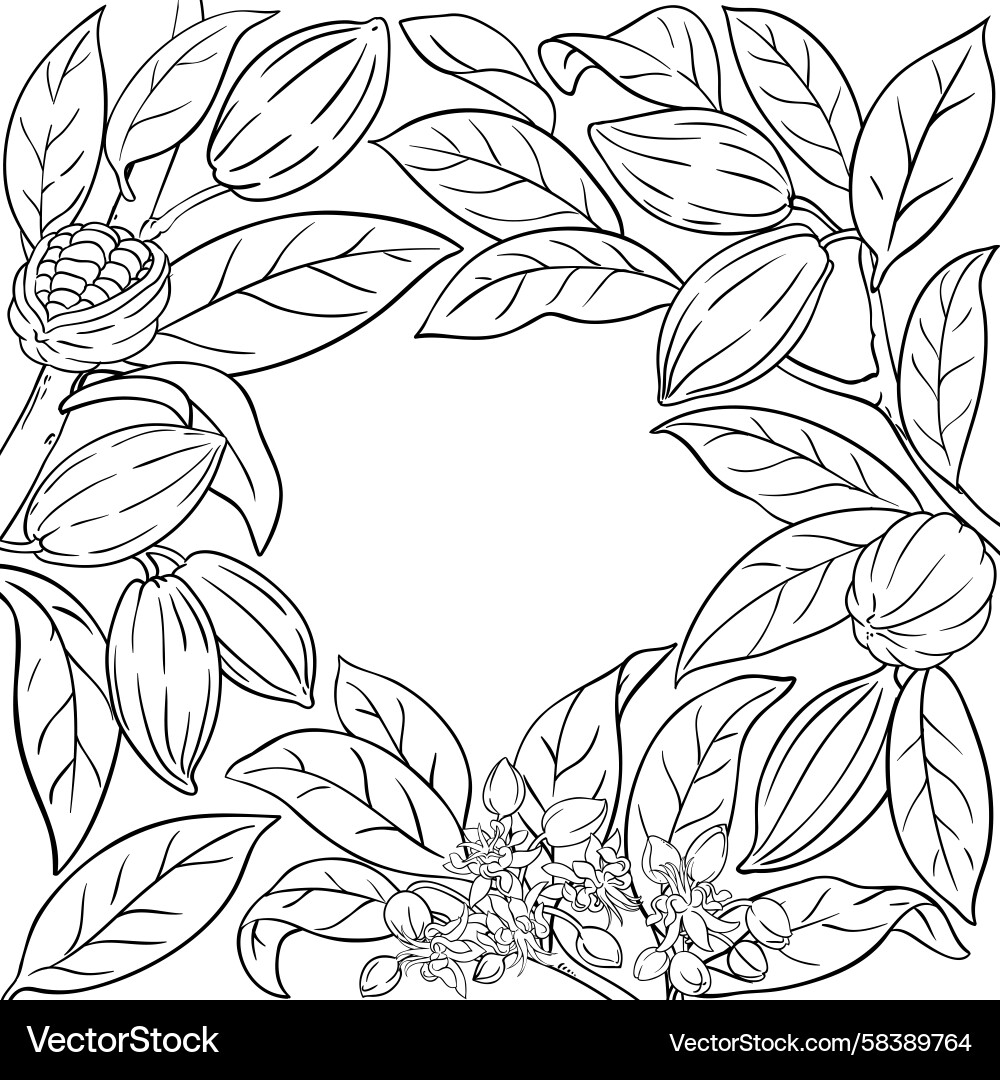 Cocoa Branch with Nuts Vector Image