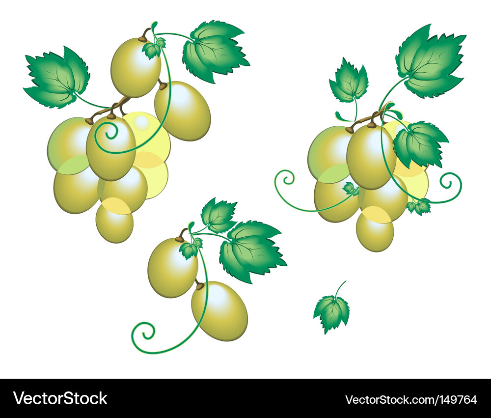 Grape Vector Image