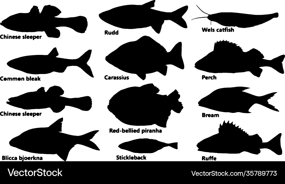 Fisch Silhouetten - Diverse Aquatic Spezies Vektorbild