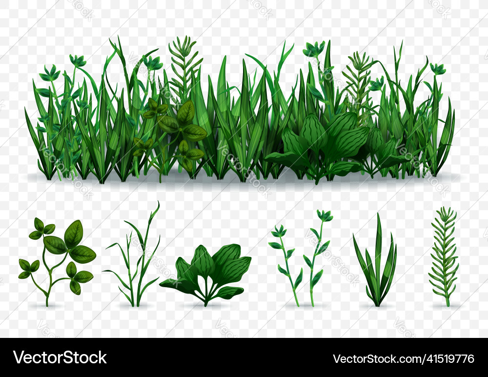 Realistic green grass set Realistic green grass set vector image