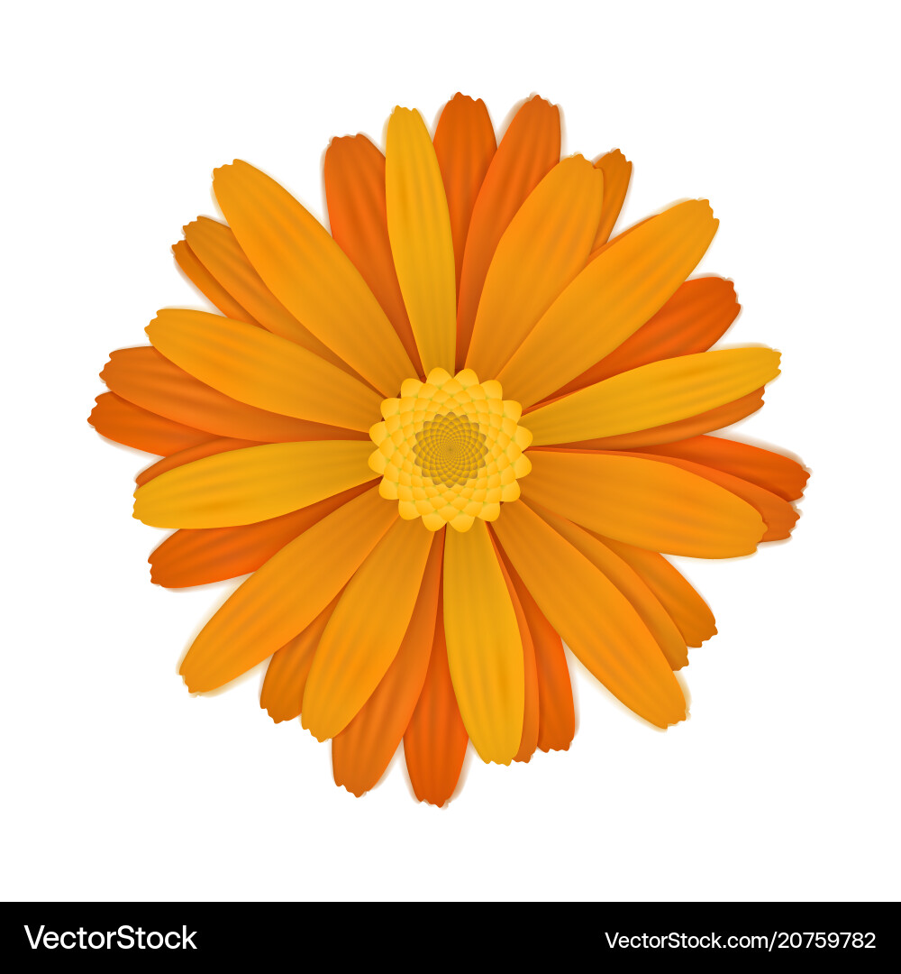 Bright colourful orange gerbera flower on white Bright colourful orange gerbera flower on white vector image