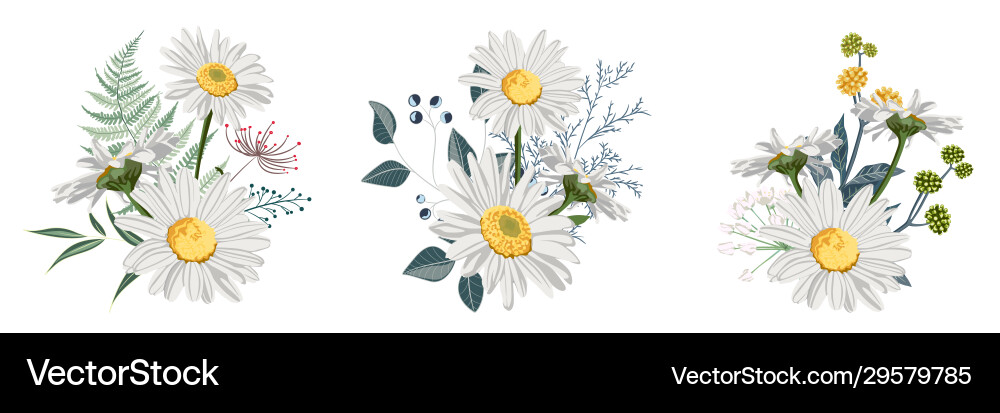 Set chamomile bouquets Set chamomile bouquets vector image