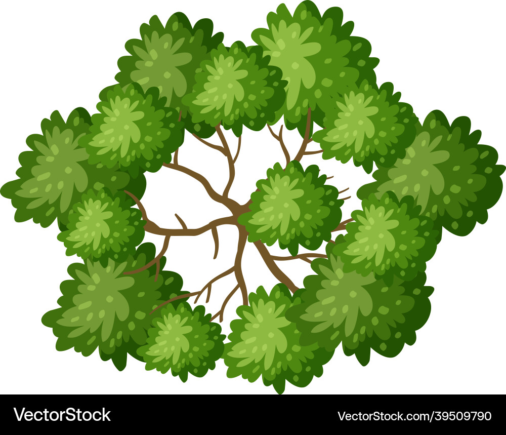 Isolated Tree Branches Top View Vector Image