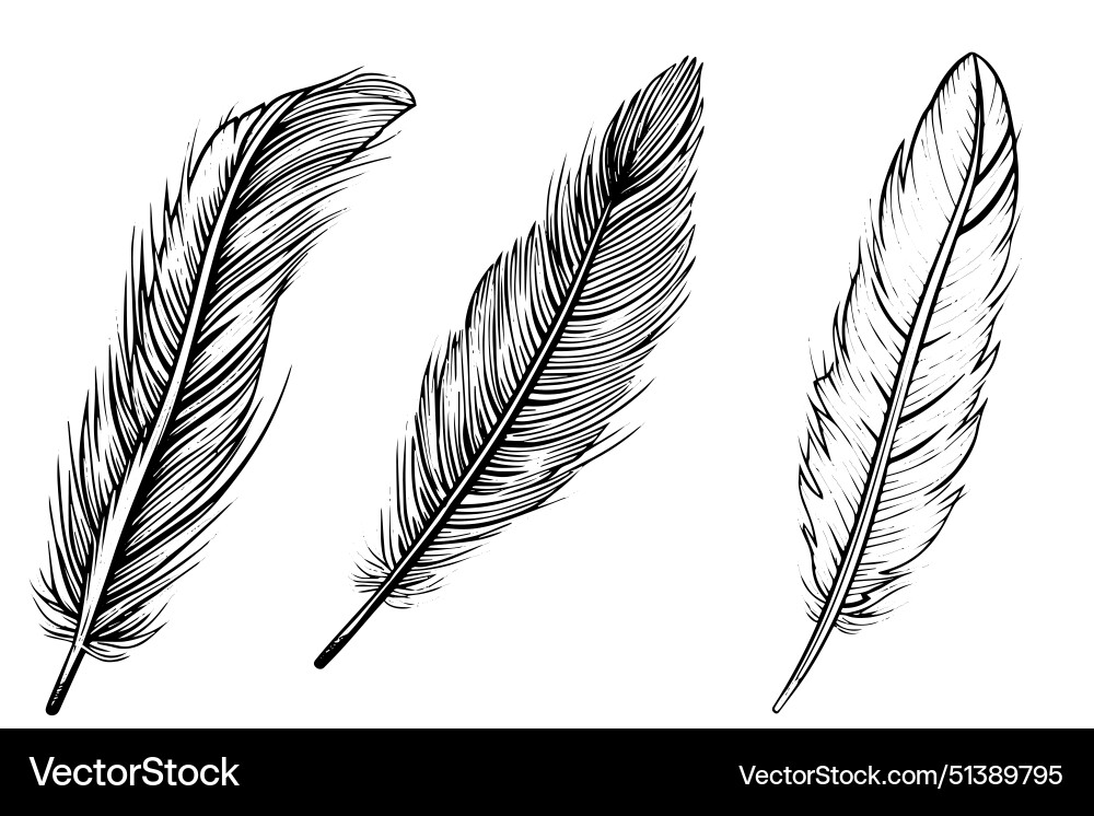 Set of feather engraved in sketch style isolated Set of feather engraved in sketch style isolated vector image