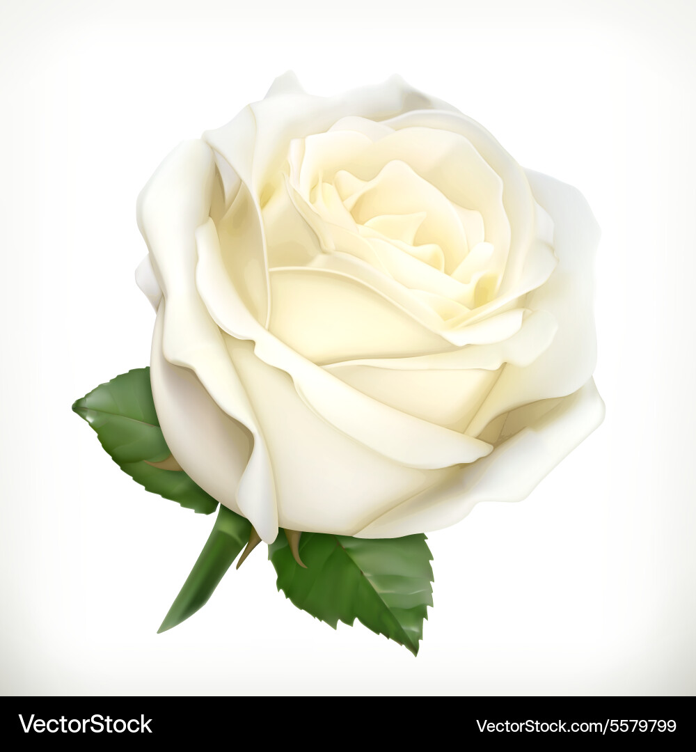 White rose Royalty Free Vector Image - VectorStock