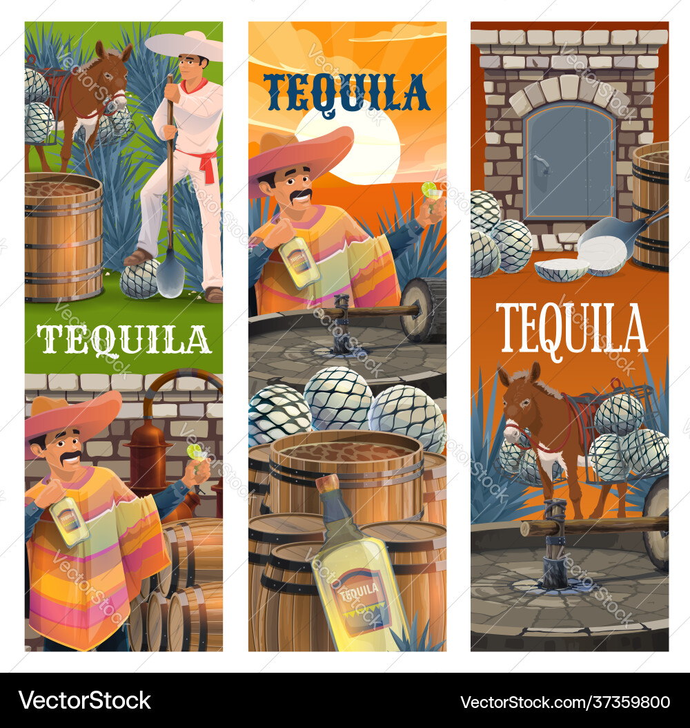 Tequila mexican alcohol agave drink production vector image