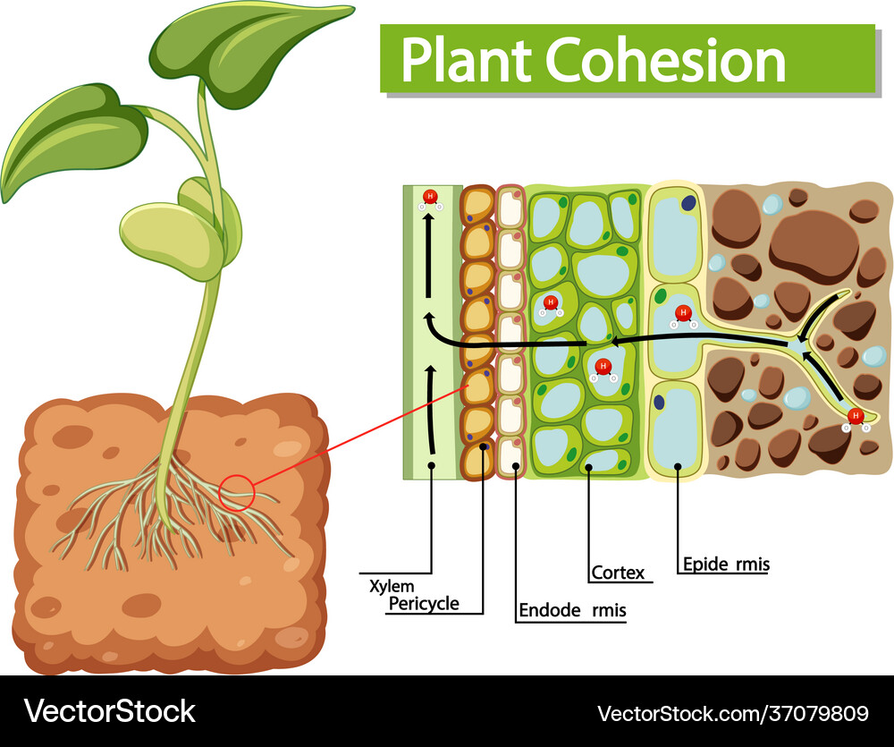 Plant Anatomy Diagram - Root Cohesion – Royalty-Free Vector | VectorStock, image size:1000x835