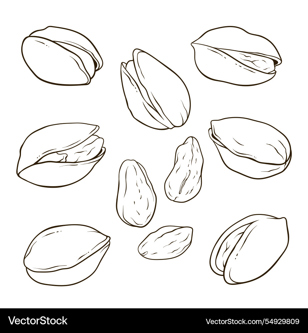 Set of pistachios nuts in shell and kernels hand Vector Image