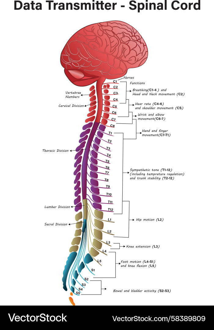 Spinal Cord Anatomy Diagram Vector Image