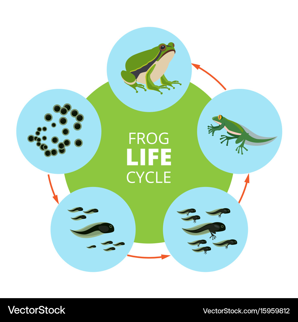 Frog Life Cycle Infographic Vector Image