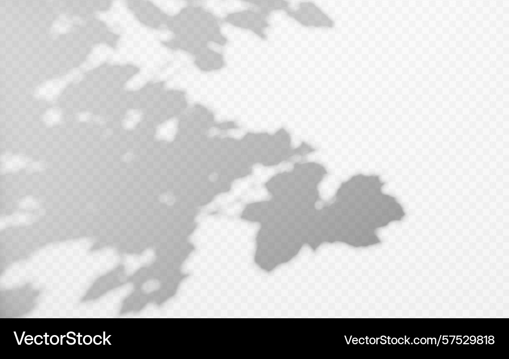 Abstract shadow overlay from tree branch vector image