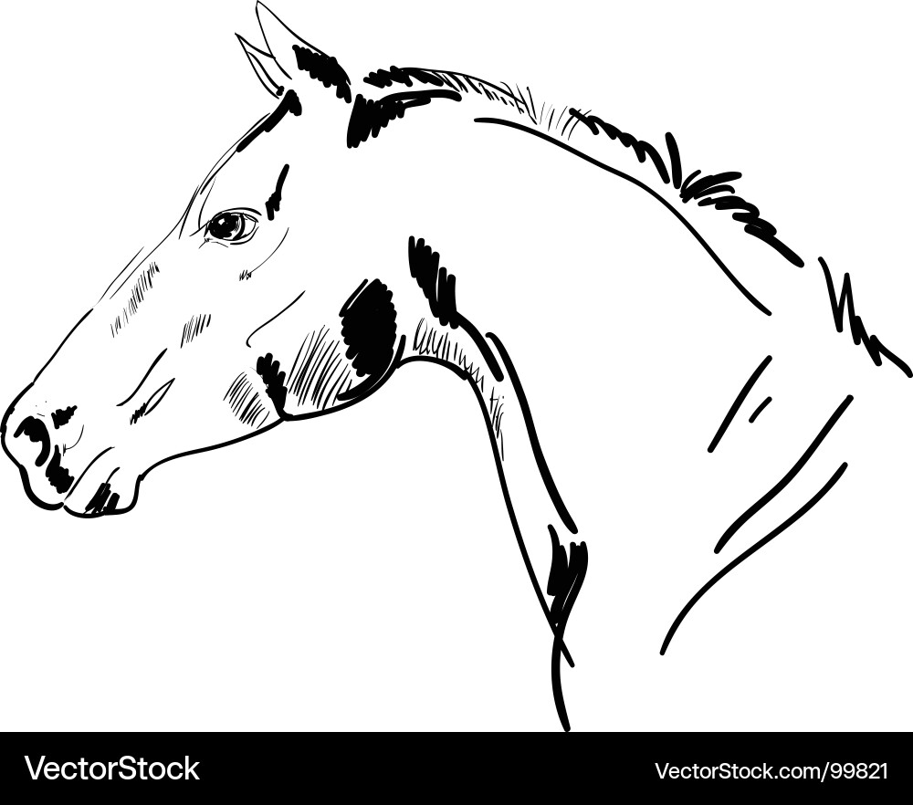 Stallion Sketch Portrait vector image