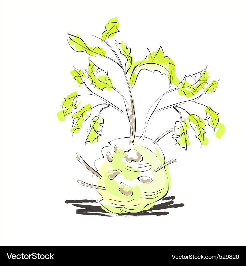 Celery with root leaf Vector Image