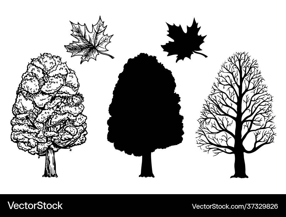 Winter and summer maple trees branch leaf Vector Image