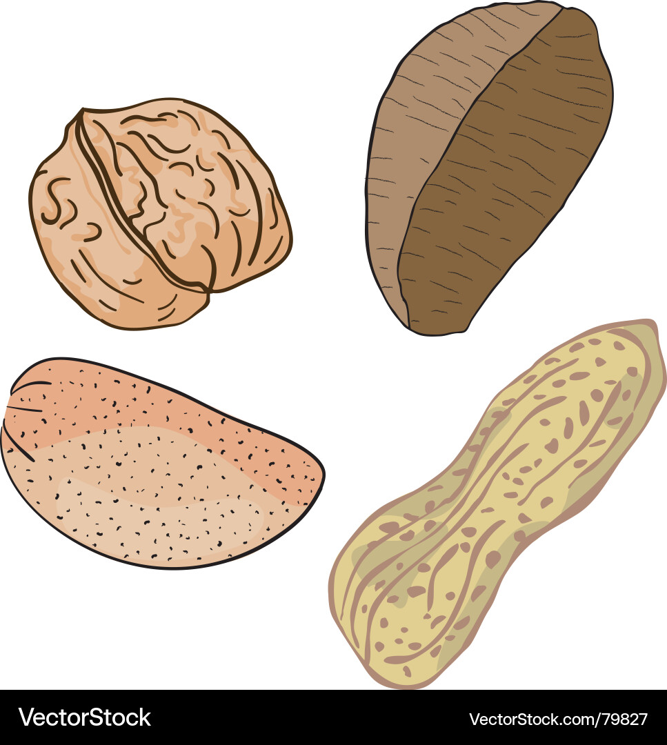 Assorted Nuts Collection vector image