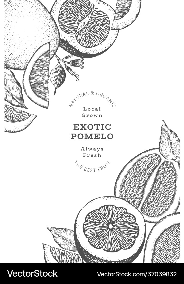 Hand gezeichnete Skizze Stil pomelo Banner bio Hand gezeichnete Skizze Stil pomelo Banner bio vektorbild