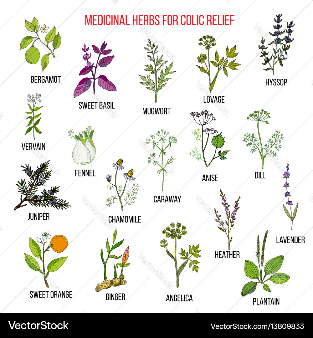 Best herbal remedies for colic relief Best herbal remedies for colic relief vector image