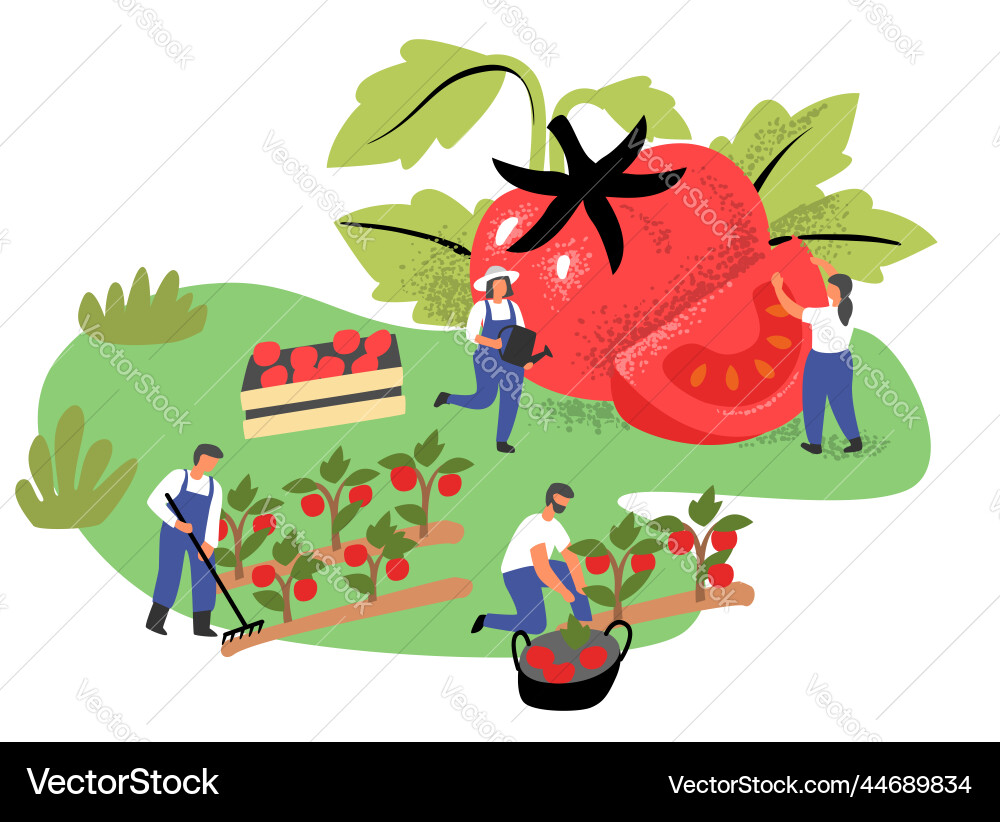 Menschen mit großem Tomatencharakter im Garten Menschen mit großem Tomatencharakter im Garten vektorbild
