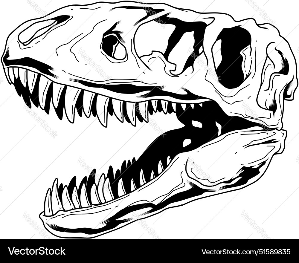 Outlined tyrannosaurus rex dinosaur skull Outlined tyrannosaurus rex dinosaur skull vector image