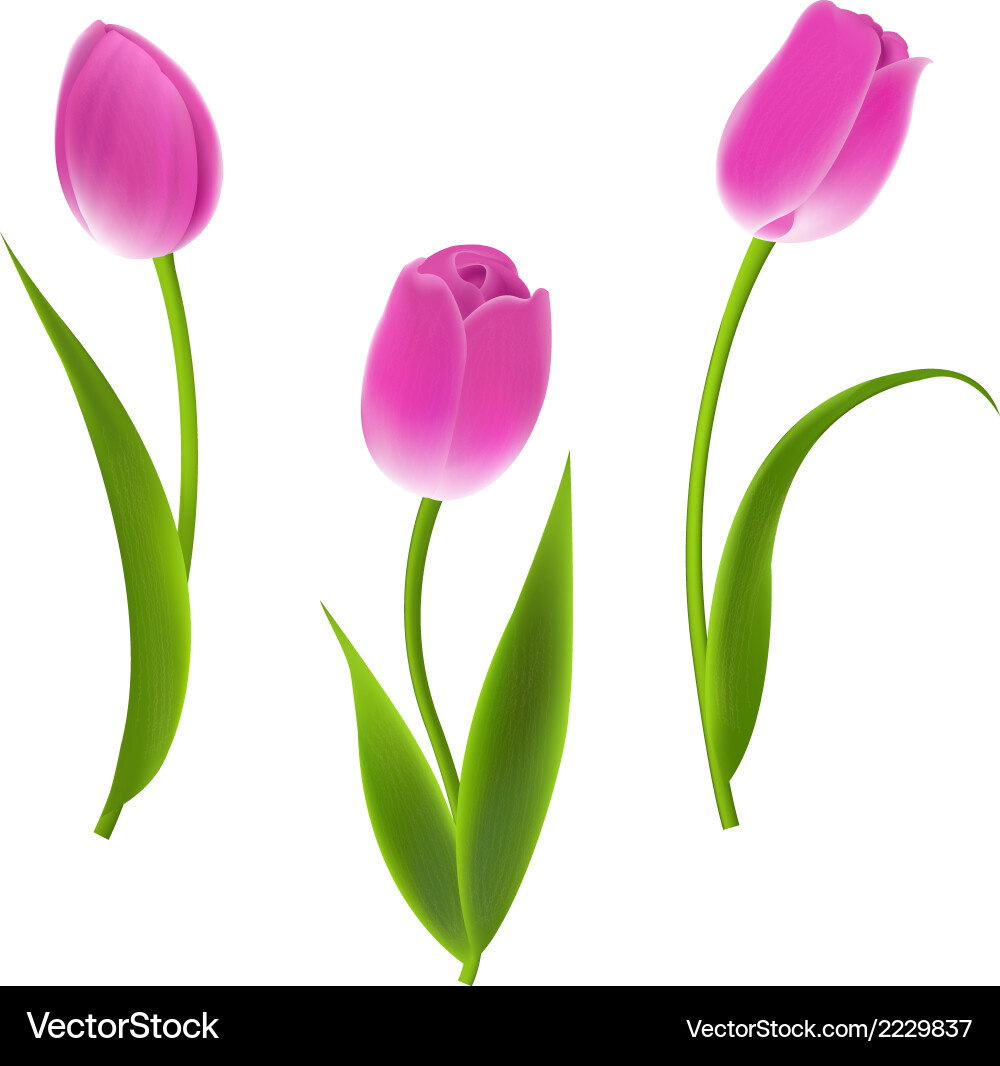 Pink tulips Royalty Free Vector Image - VectorStock