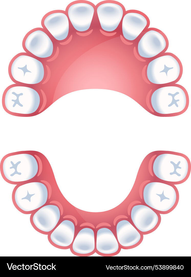 Teeth chart jaws dental schema Teeth chart jaws dental schema vector image