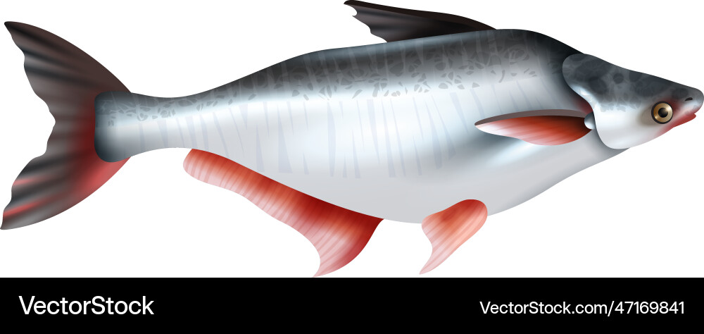 Basa fish realistic composition vector image