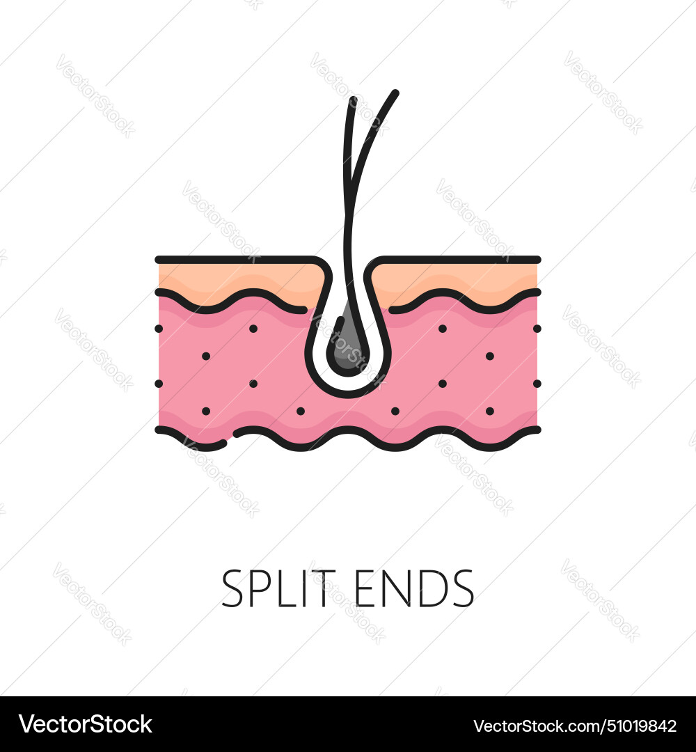 Hair Care Split Ends Treatment Linear Color Icon Vector Image Hair Care Split Ends Treatment Linear Color Icon Vector Image