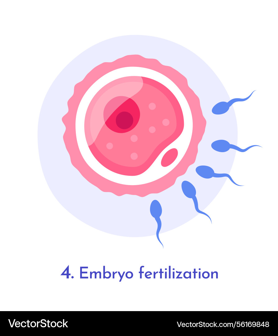 Embryo fertilization process image Embryo fertilization process image vector image