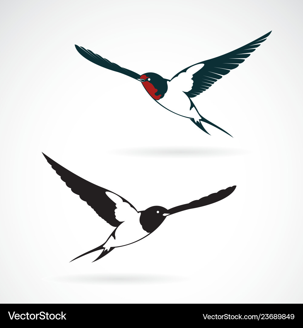 Bird swallows design on white background