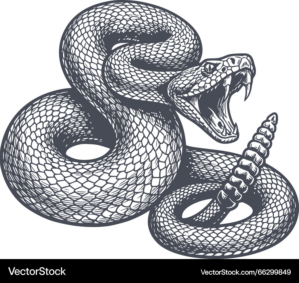 Coiled Rattlesnake Strike – Royalty-Free Vector | VectorStock