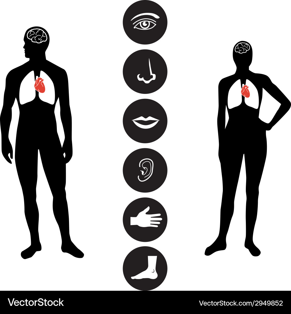Human Anatomy Icon Set Vector Image