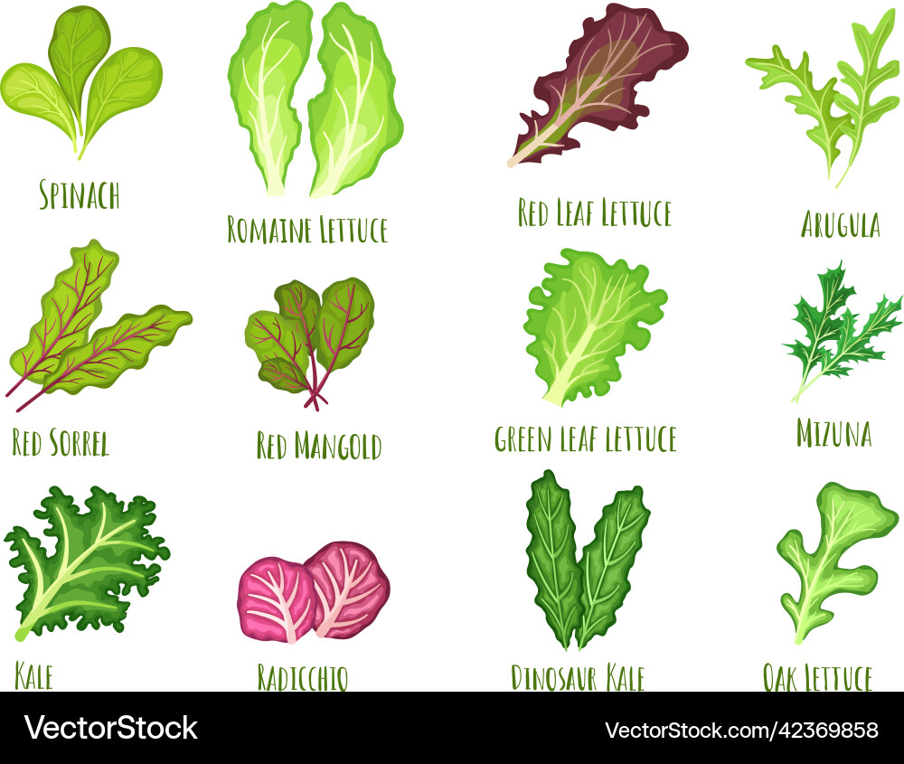Leafy salad green leaf lettuce fresh Leafy salad green leaf lettuce fresh vector image