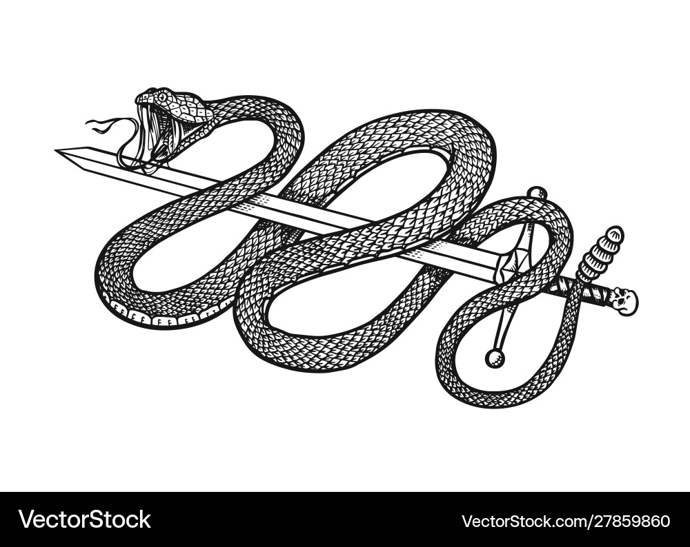 Snake with a sword in vintage style serpent cobra Snake with a sword in vintage style serpent cobra vector image