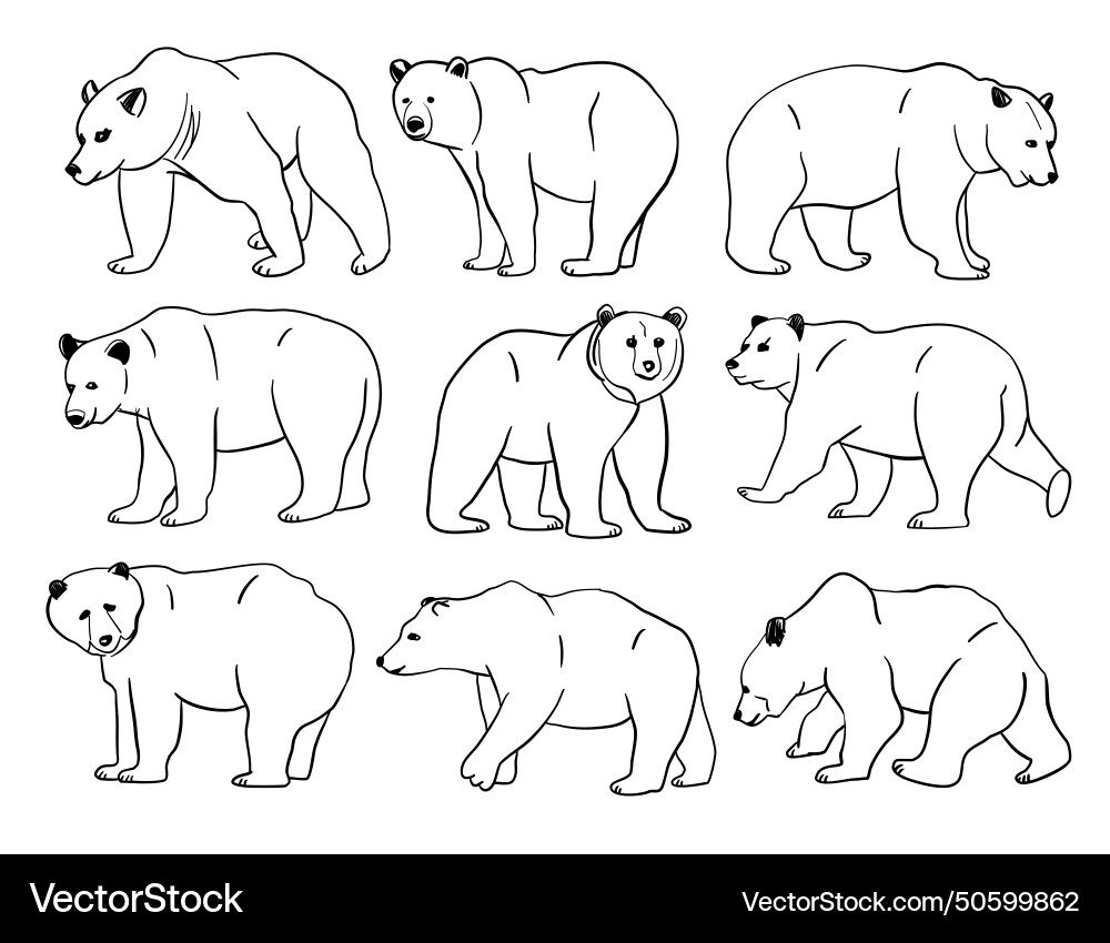 Bear Outline Silhouette Collection Vector Image