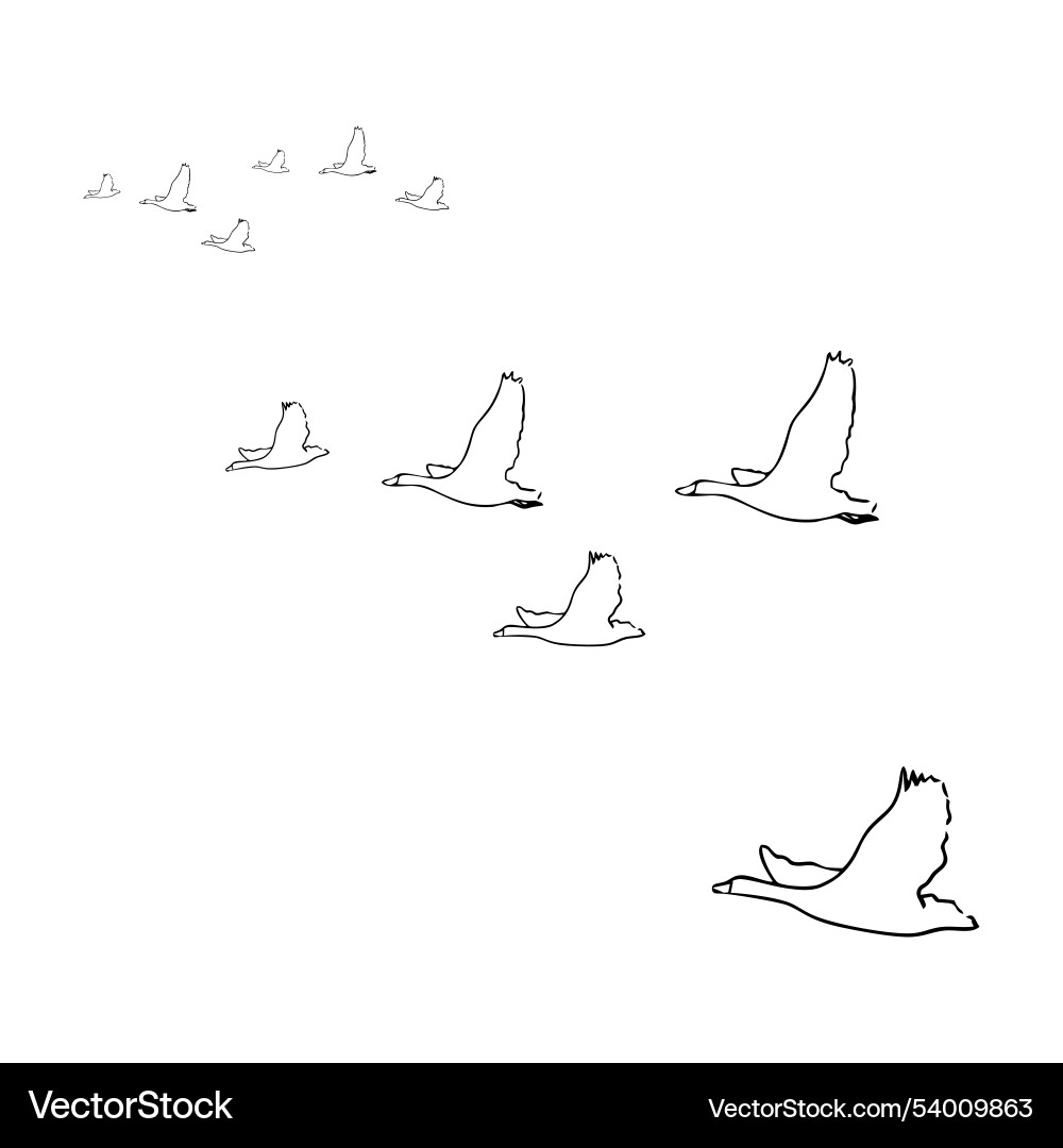 Ducks Vector Image