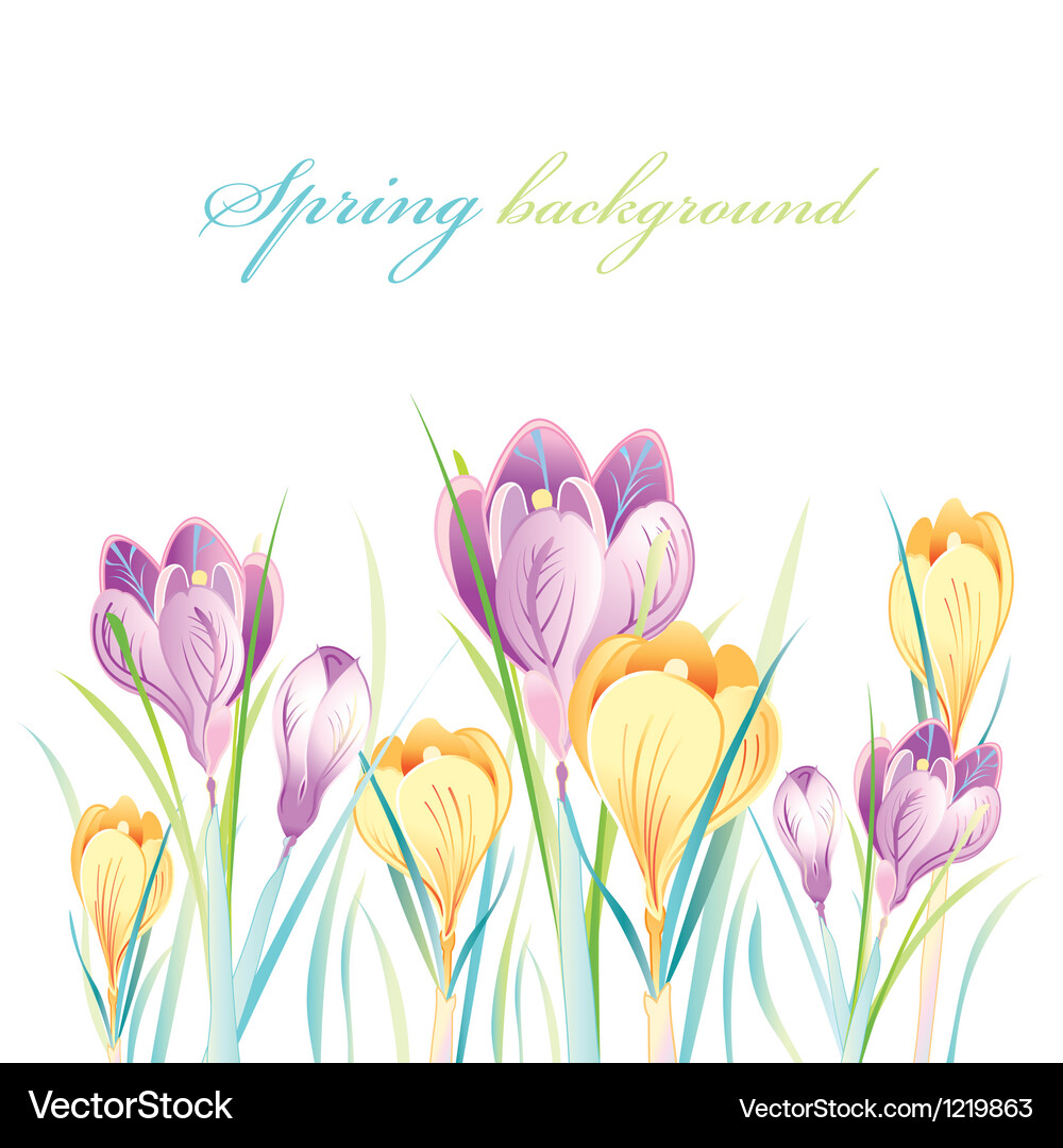 Spring background with crocuses Vector Image
