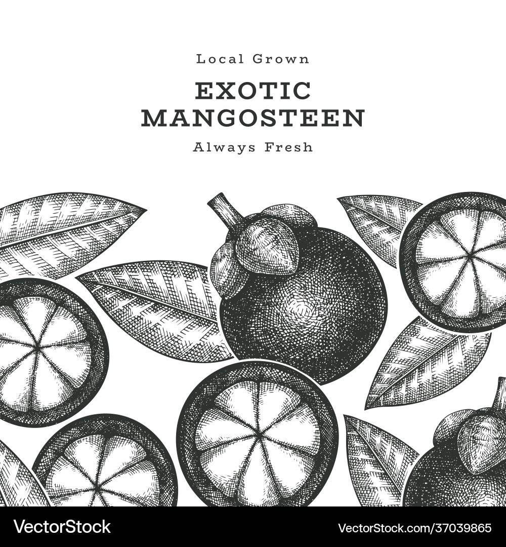 Hand drawn sketch style mangosteen design Hand drawn sketch style mangosteen design vector image