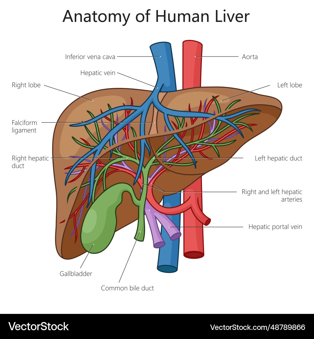 Human Liver Anatomy Structure Diagram Science Vector Image