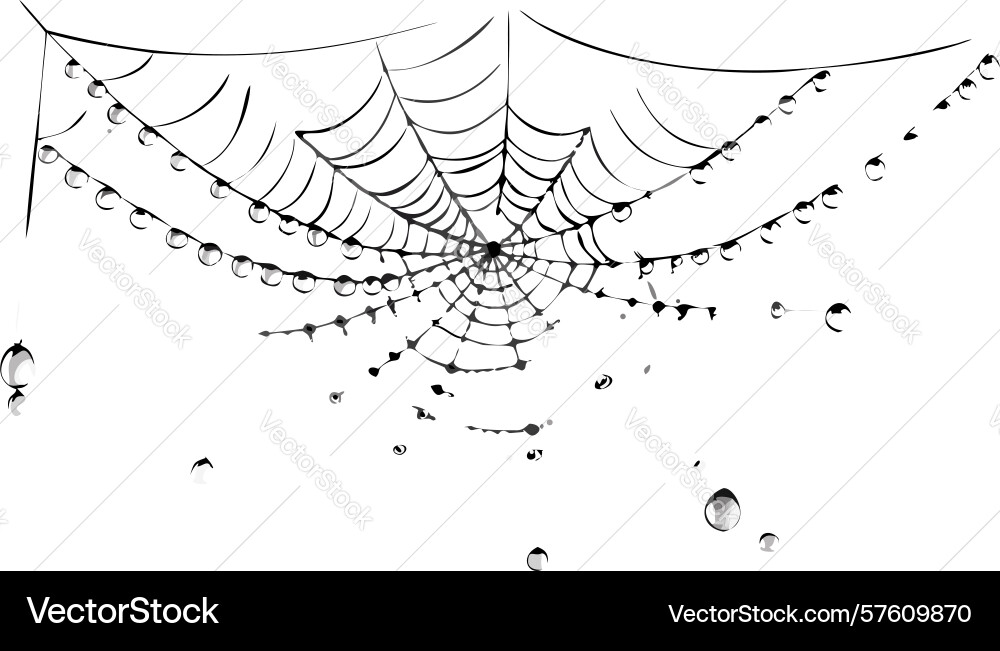 Classic spider web with visible threads intricate vector image