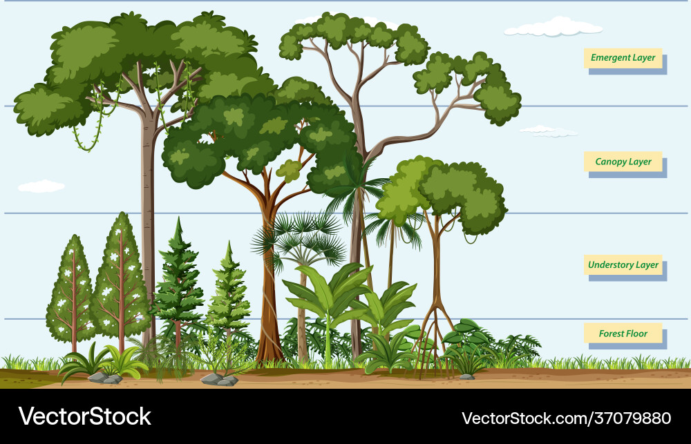 Layers a rainforest with name Layers a rainforest with name vector image
