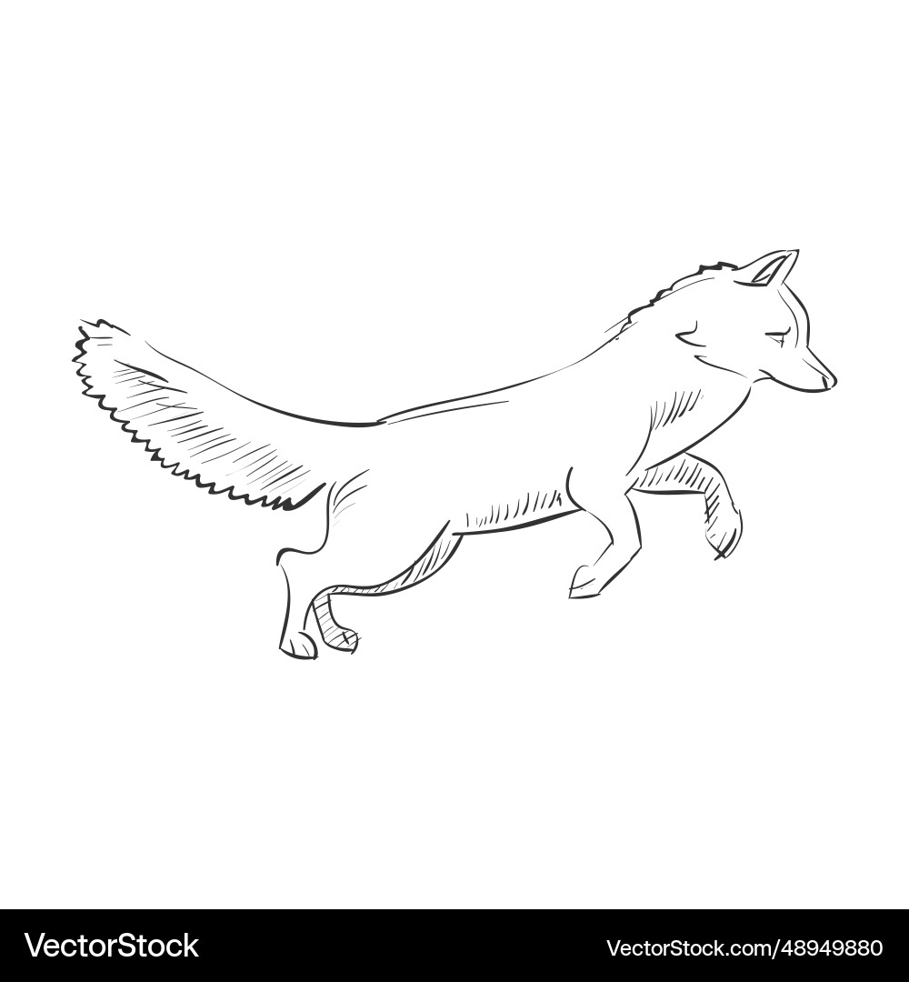 Pencil drawing fox Pencil drawing fox vector image