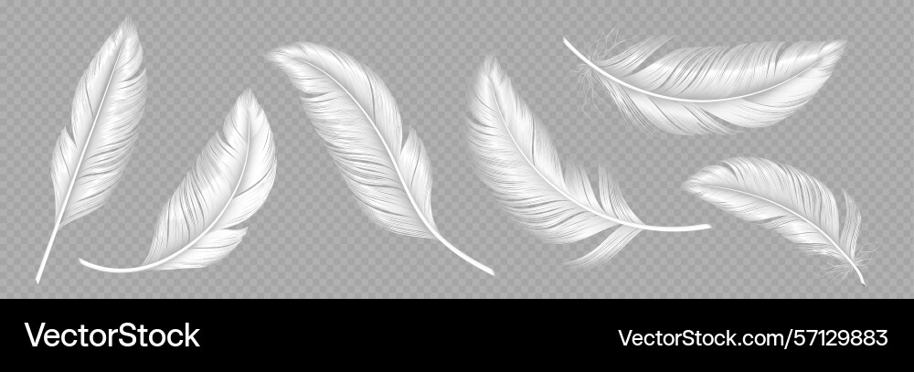White soft feathers on transparent background vector image
