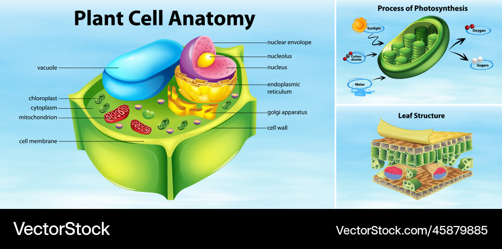 Plant Cell Anatomy Structure Royalty Free Vector Image