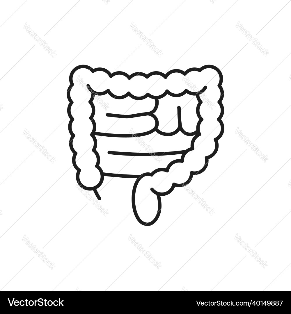 Rectum large intestines human organ thin line icon vector image