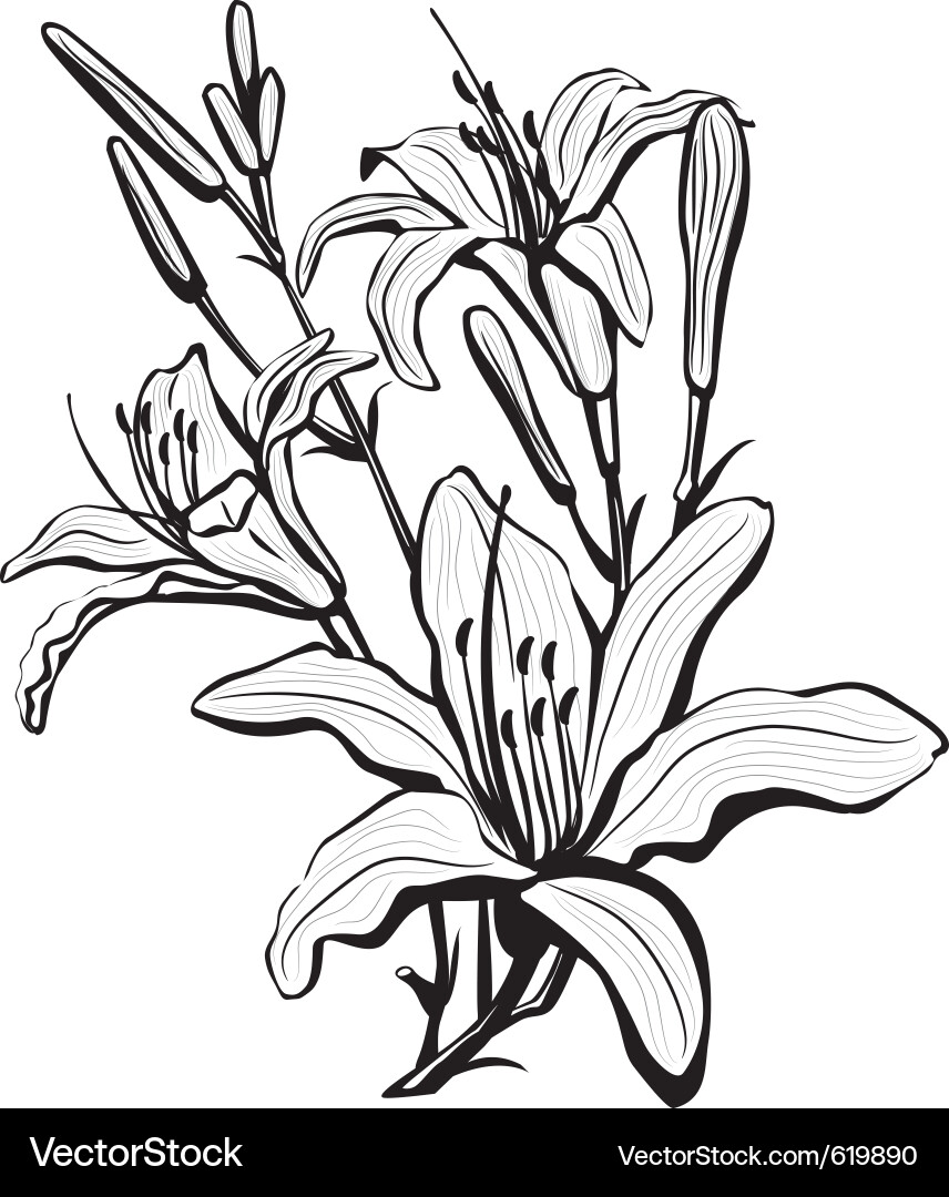 Sketch of lily flowers Vector Image