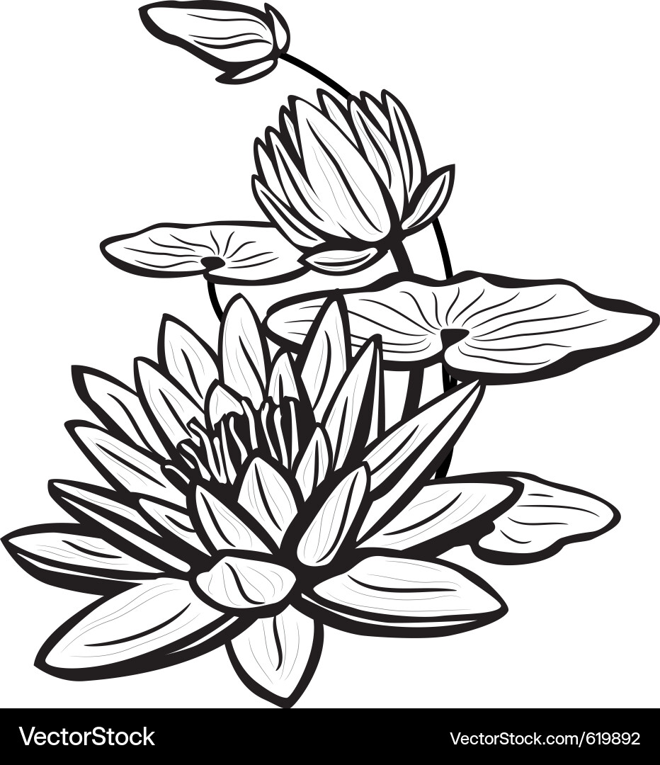 Sketch of lotus flowers vector image