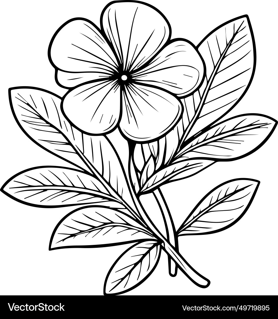 Cute flower coloring pages periwinkle drawing Cute flower coloring pages periwinkle drawing vector image