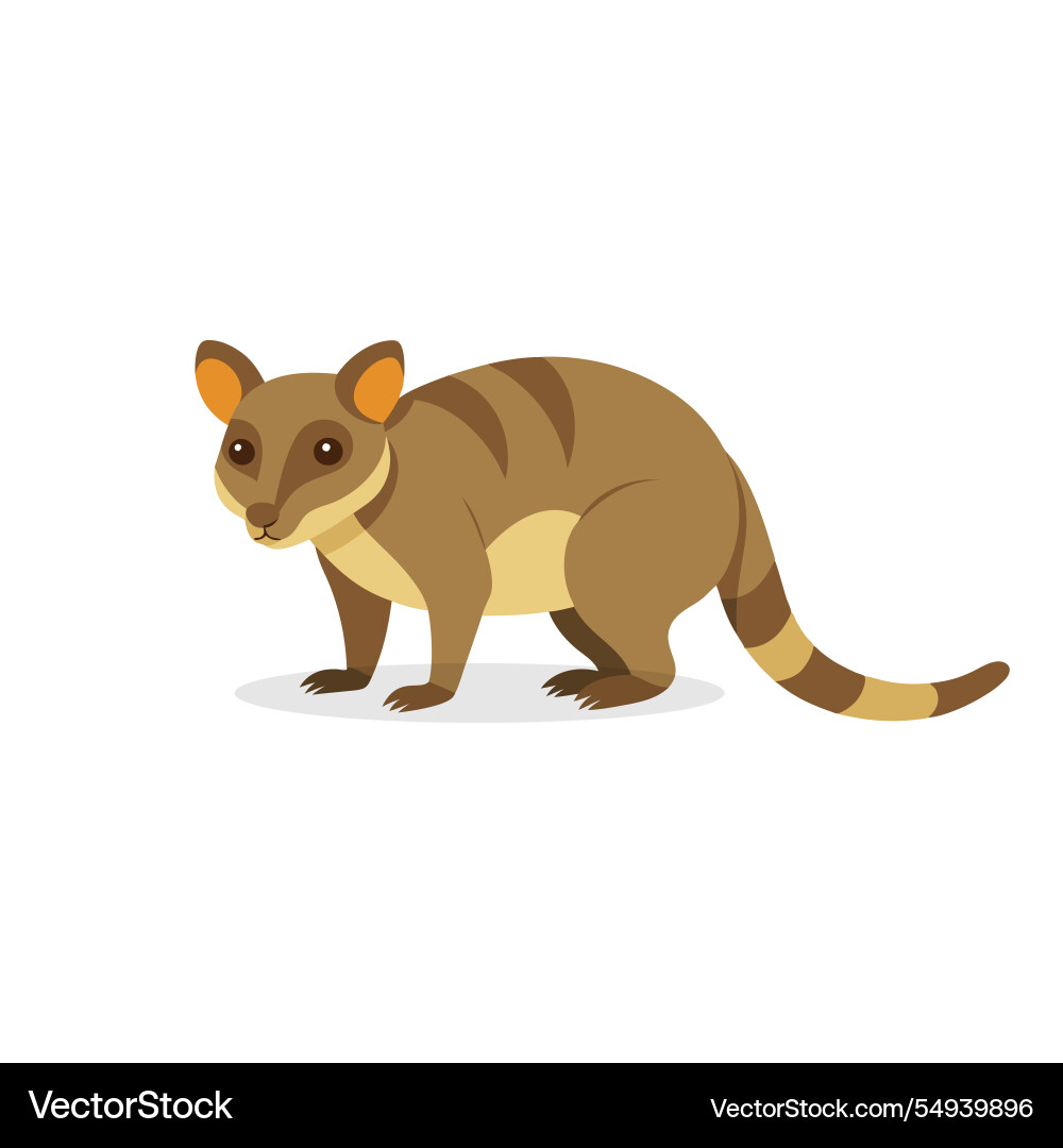 Cuscus isolated flat on white background Vector Image