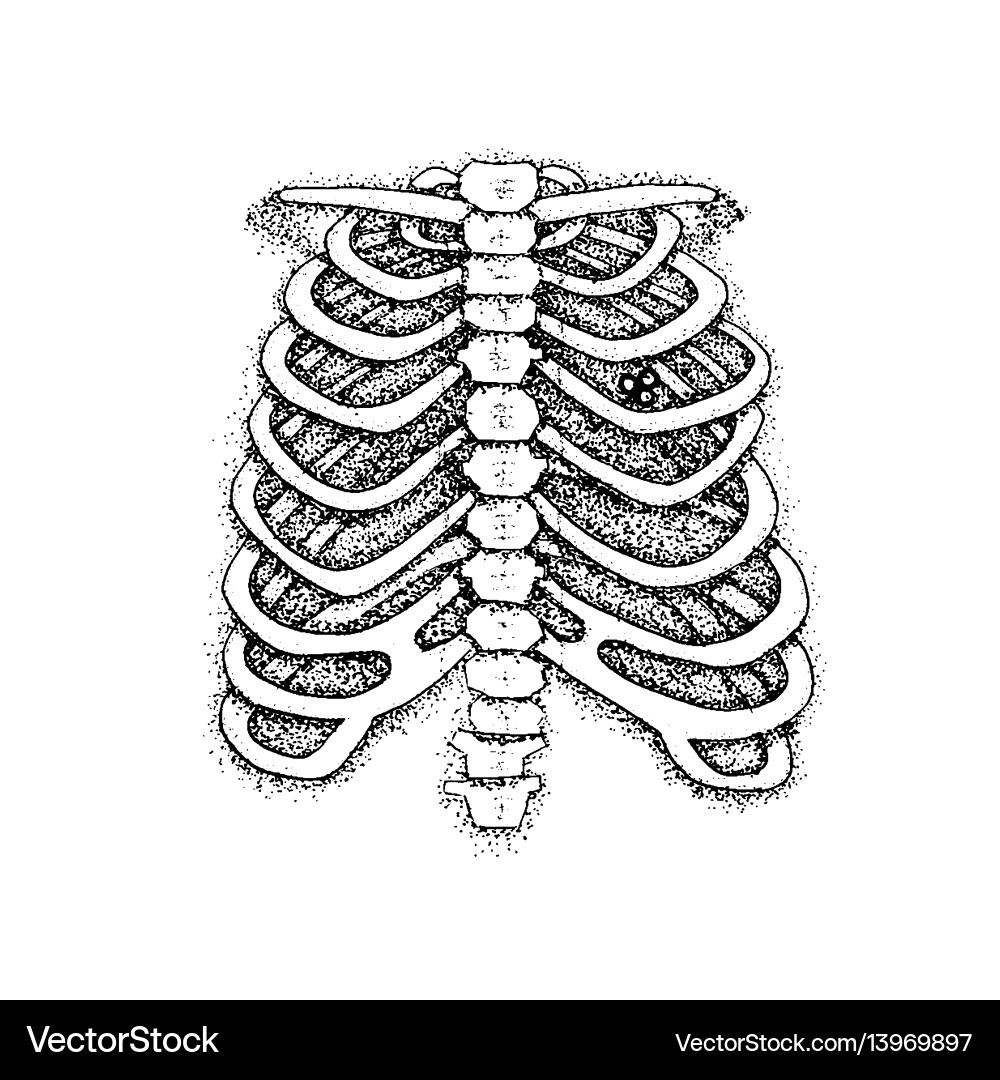 Dotwork Skeleton Chest vector image