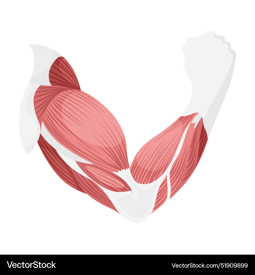 Skeletal muscle tissue with specific function Skeletal muscle tissue with specific function vector image